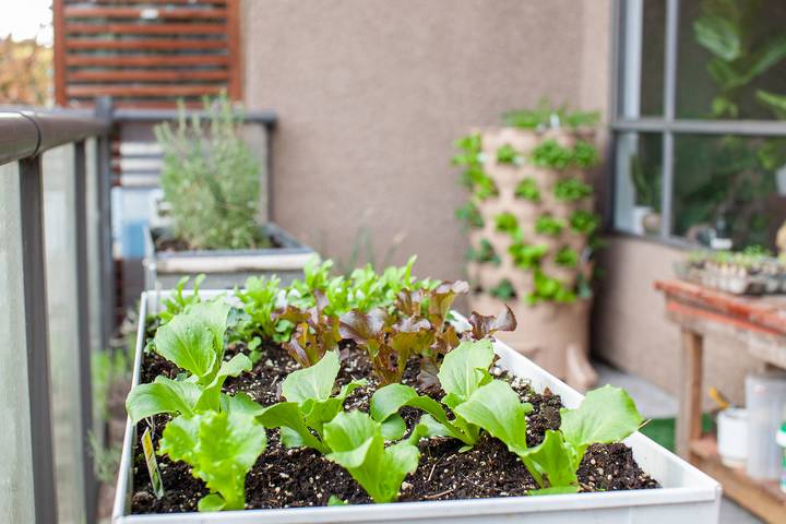 Decorate the balcony with plants