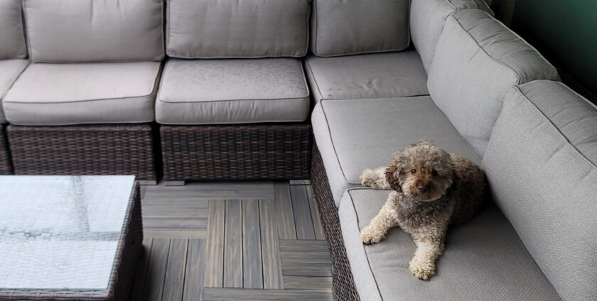 Pet-Friendly Deck Tiles