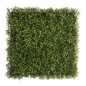 Boxwood Lite