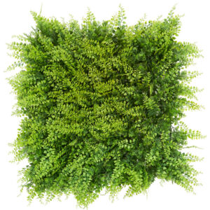 Fern
